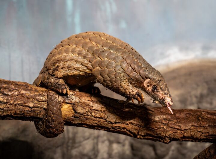 Zoo Praha, luskoun krátkoocasý Šiška