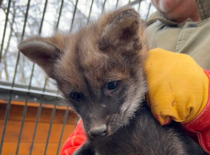 čtyřčata vlků hřivnatých