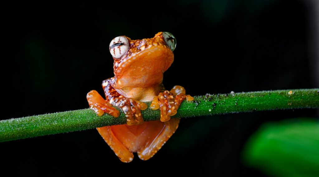 létavky černoblanné