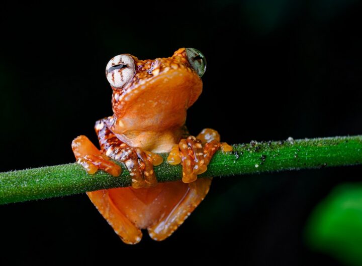 létavky černoblanné