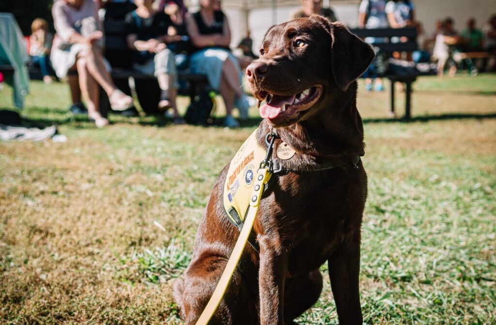 Helppes, Výchova asistenčních psů, pes, domácí mazlíček, pomoc, výchova