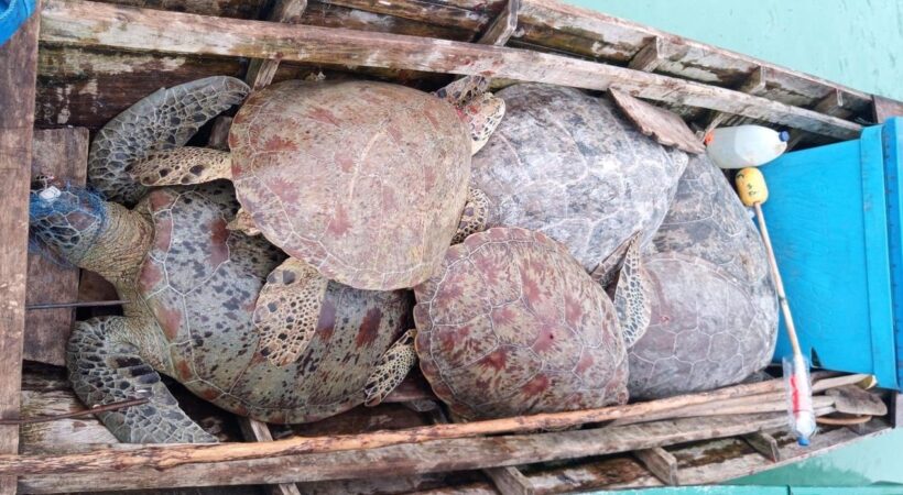 Hnutí Reverse the Red 