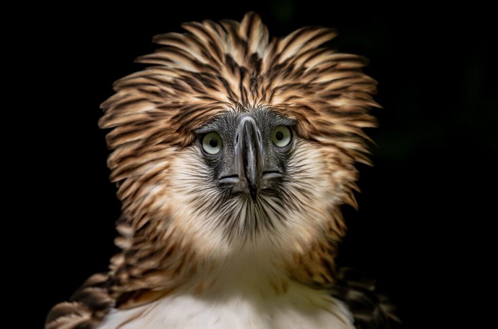 Hnutí Reverse the Red, Hnutí Reverse the Red , Zoo Liberec, pomoc, mořské želvy