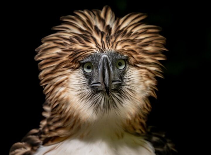 Hnutí Reverse the Red, Hnutí Reverse the Red , Zoo Liberec, pomoc, mořské želvy
