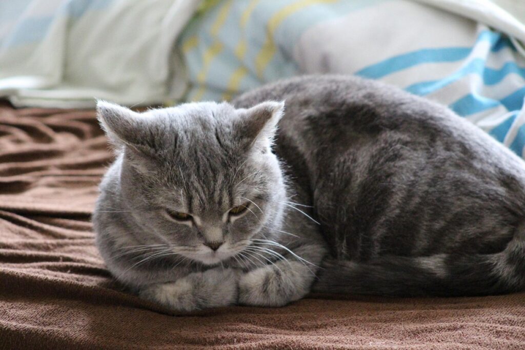 kočky, Mars, domácí mazlíčci, kočka