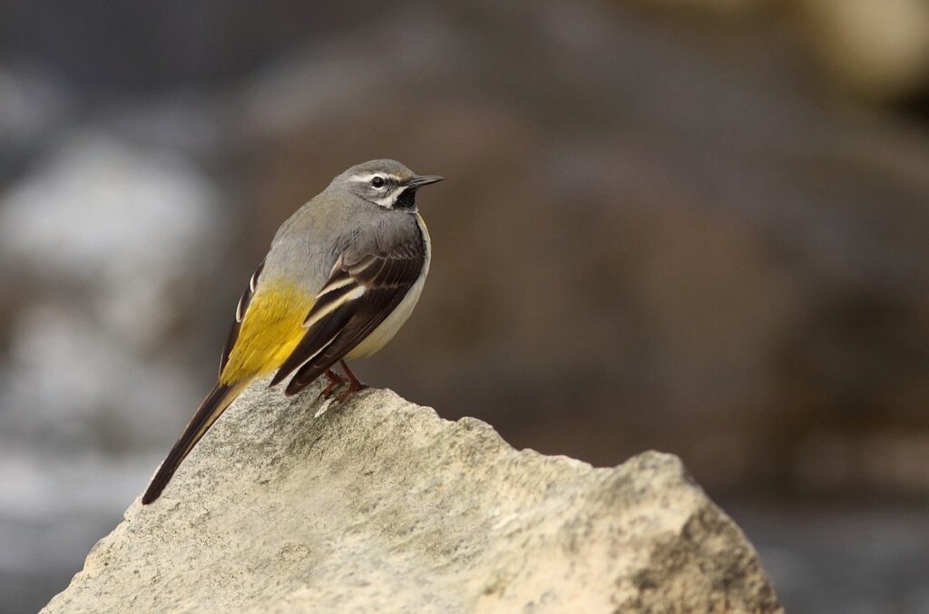 Krkonoše, konipas horský