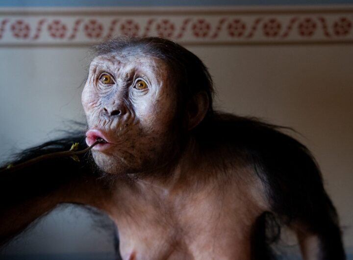 Ikonický předek člověka Australopithecus afarensis „Lucy“ společně se „Selam“ v srpnu zavítá do Prahy!