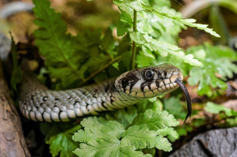 Odzimování plazů v Zoo Praha