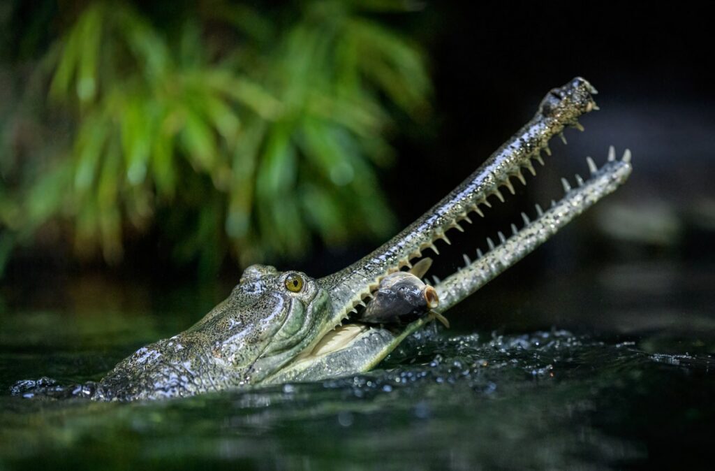 Odzimování plazů v Zoo Praha