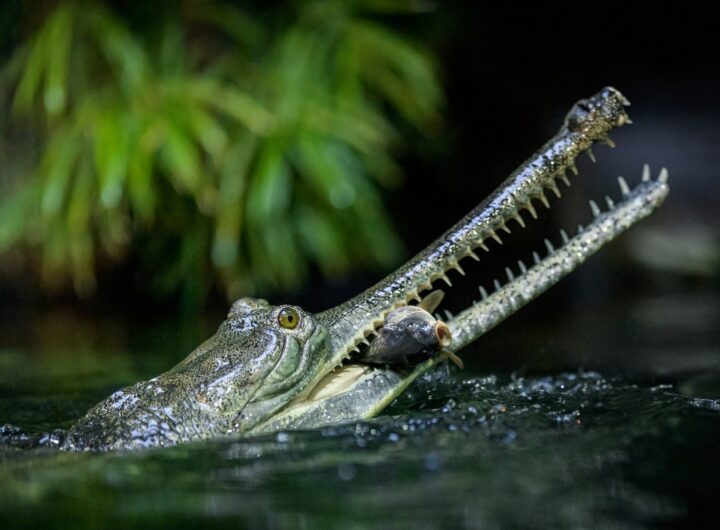 Odzimování plazů v Zoo Praha