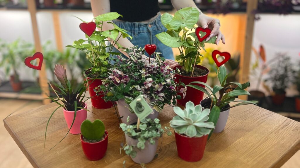 Živé kytky, Začněte oslavy Valentýna, Café Živé Kytky, kafe, kytky