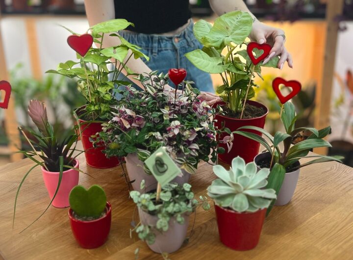 Živé kytky, Začněte oslavy Valentýna, Café Živé Kytky, kafe, kytky