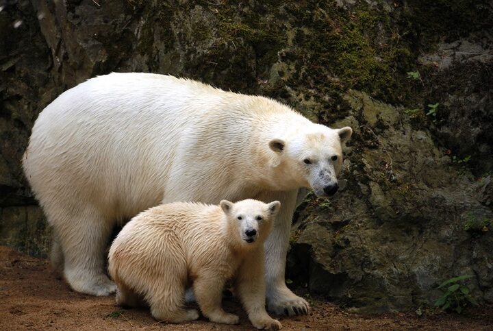 Zoo Brno, lední medvěd, výstava, cestování výlet, výstava,
