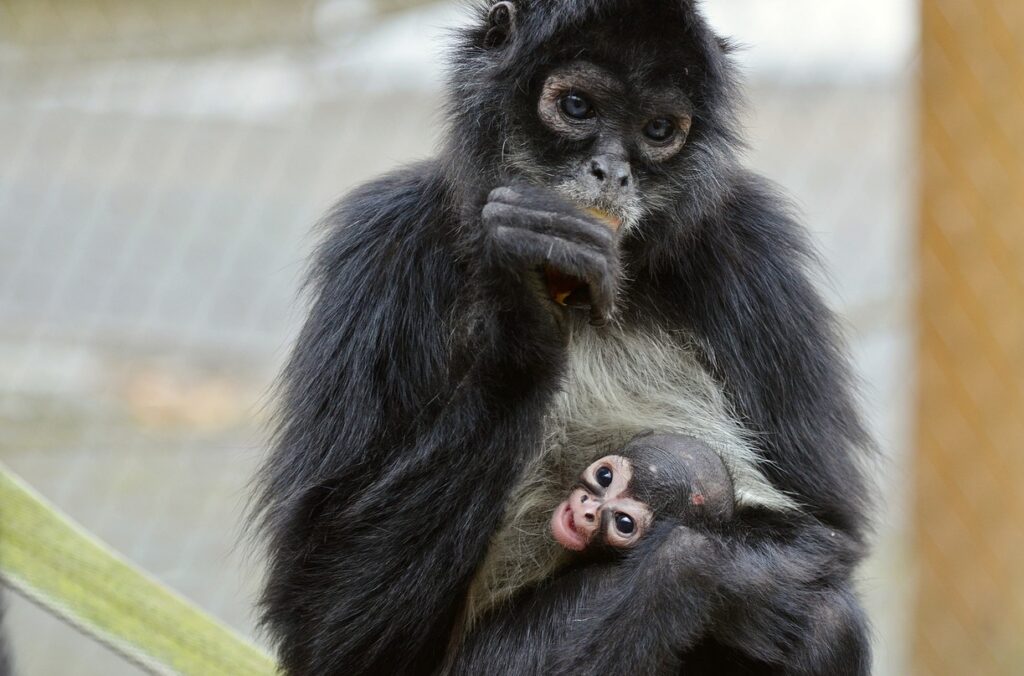 Zoo Děčín, První letošní mládě, mládě, Melody