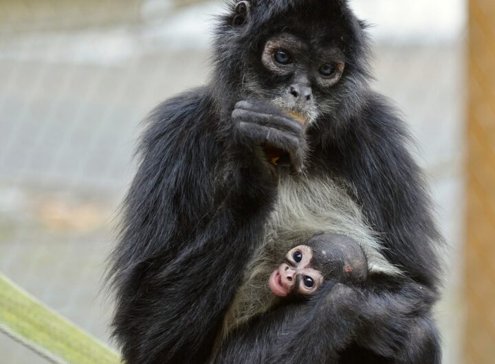 Zoo Děčín, První letošní mládě, mládě, Melody