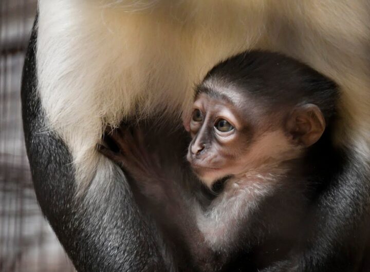 Zoo Jihlava, hrošík liberijský, gueréza běloramenná, irbis, levhart perský, pekari Wagnerovi, lenochod dvouprstý, kočkodan Rolowayový