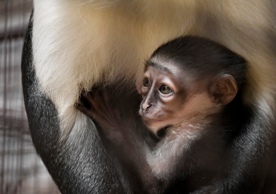 Zoo Jihlava, hrošík liberijský, gueréza běloramenná, irbis, levhart perský, pekari Wagnerovi, lenochod dvouprstý, kočkodan Rolowayový