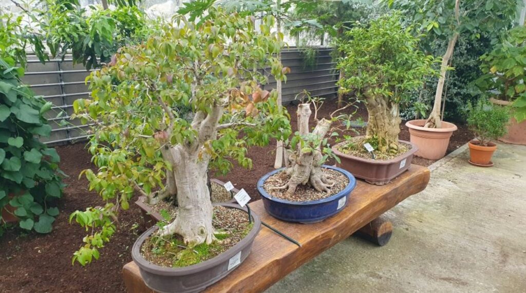 Zoo Ostrava, komentované prohlídky , bonsaj, dřeviny, listnané stromy, jehličnaté stromy