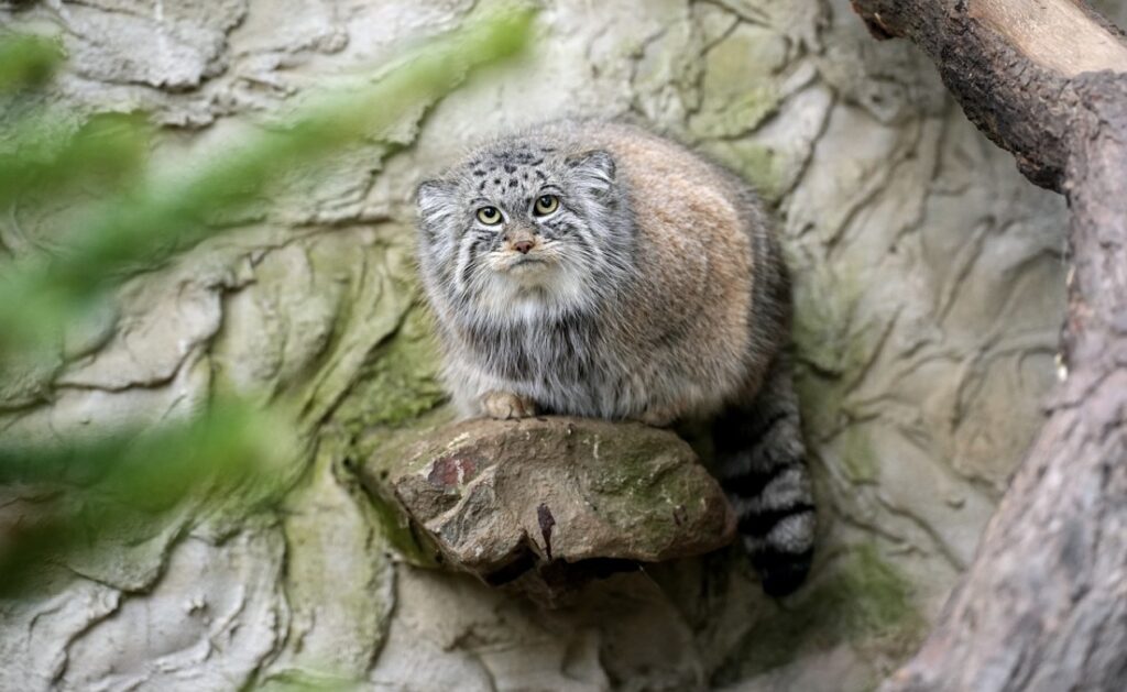 Zoopark Chomutov, Zoo Ostrava , Manul, kočkovitá šelma