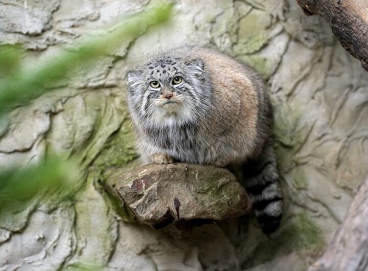 Zoopark Chomutov, Zoo Ostrava , Manul, kočkovitá šelma
