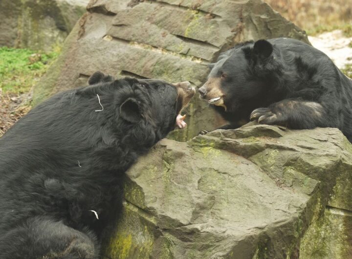 Zoo Ostrava, medvěd ušatý, hasiči,