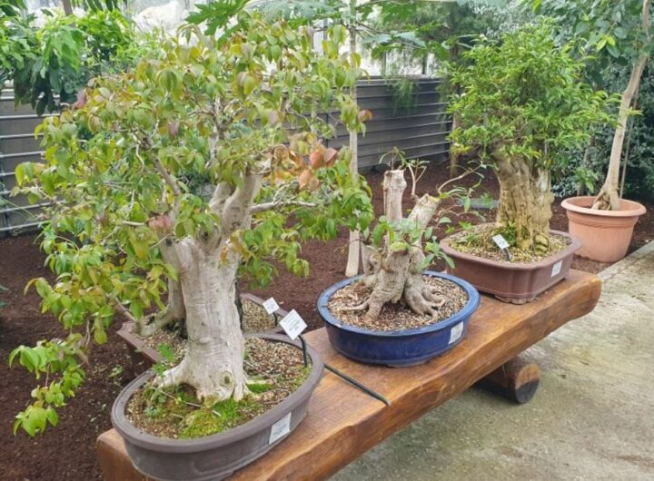 Zoo Ostrava, komentované prohlídky , bonsaj, dřeviny, listnané stromy, jehličnaté stromy