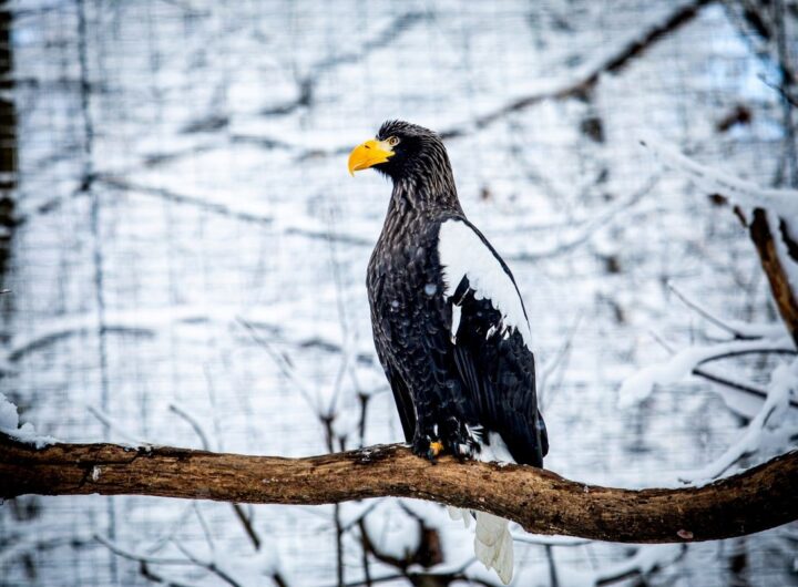 Zoo Ostrava Jarní prázdniny
