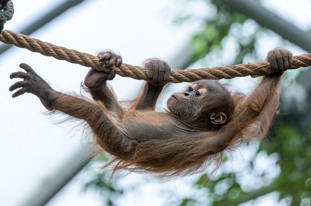 Harapan, Zoo Praha, mléčný chrup, Trója,
