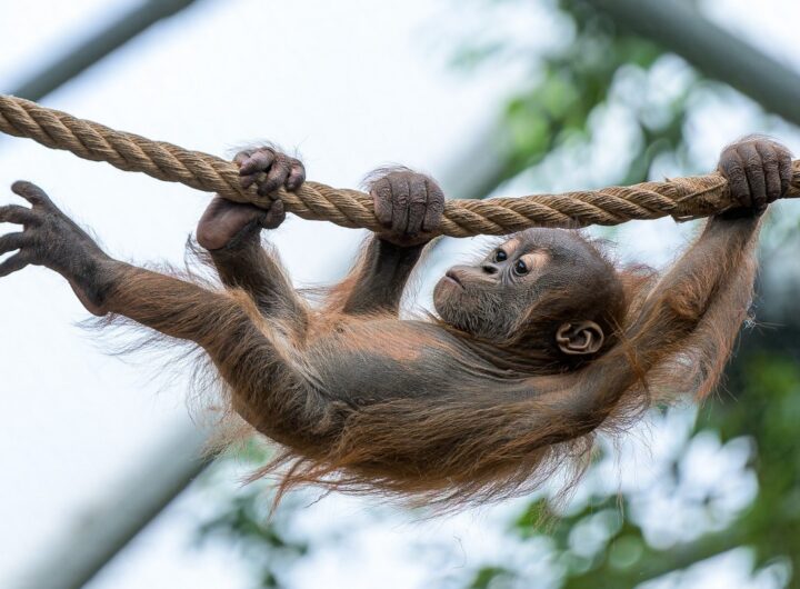 Harapan, Zoo Praha, mléčný chrup, Trója,