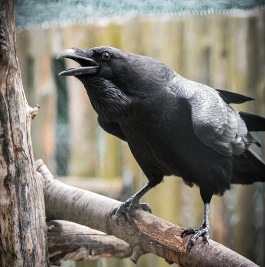 Poznejte zlého čaroděje Rumburaka v táborské zoo, Zoo Tábor, Jižní Čechy, Rumburak, pták, Krkavec