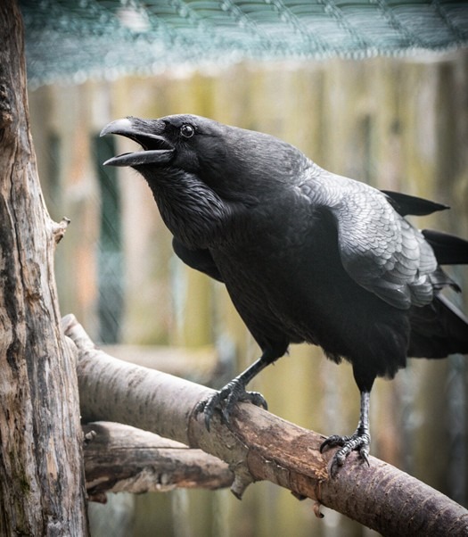 Poznejte zlého čaroděje Rumburaka v táborské zoo, Zoo Tábor, Jižní Čechy, Rumburak, pták, Krkavec