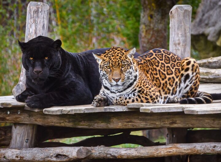 Zoo Zlín, jarní prázdniny, vstup,