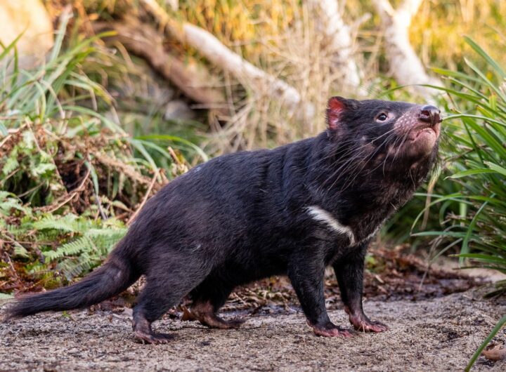 ďábli medvědovití