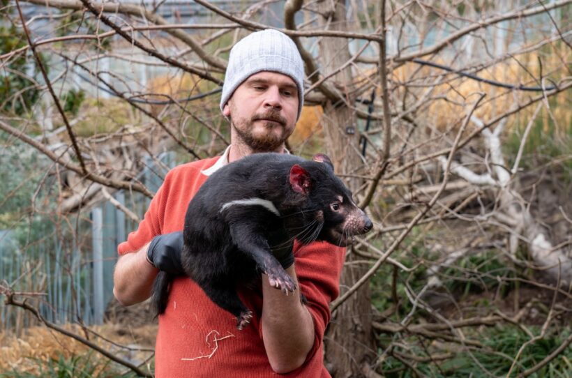 ďábli medvědovití