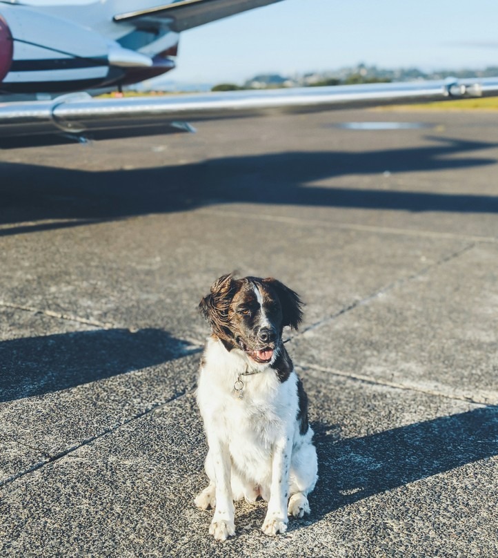 Mazlíček, pes, KIWI, letadlo, Kiwi.com, letiště, British Airways, Easyjet, Ryanair, Emirates, Lufthansa