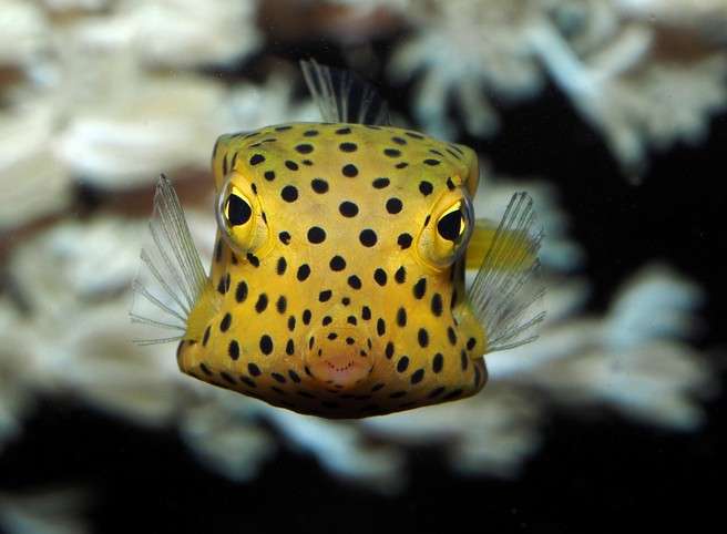 Mořská akvária, brněnské zoo, havýše, mořské krabice, plaz, ryba