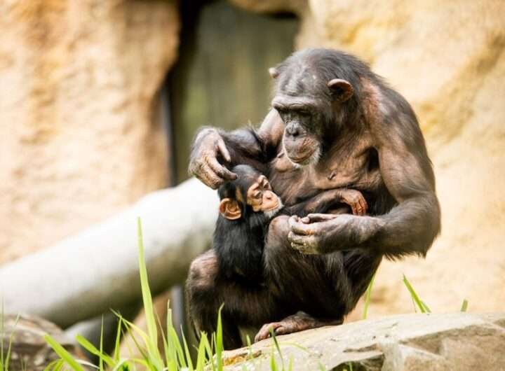 Zoo Ostrava, lidoopy, Ostrava
