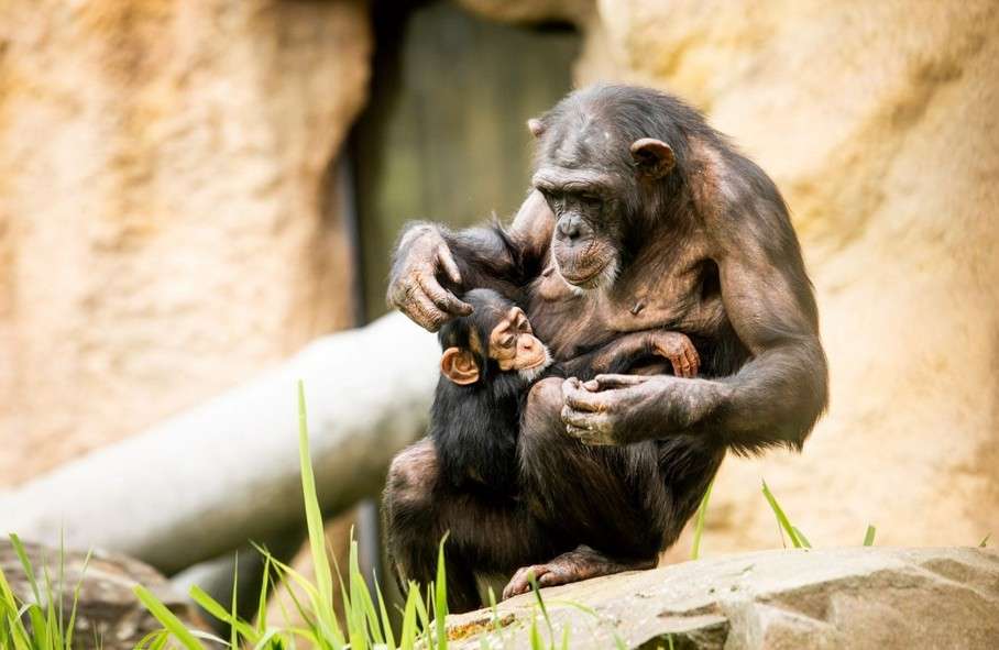Zoo Ostrava, lidoopy, Ostrava