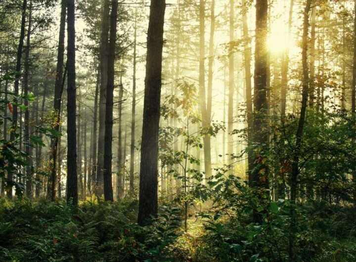 Světový den ledvin, Světový den ledvin, kouření, Léčebné kúry, Mariánské Lázně, cukrovka