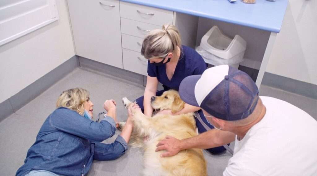 Veterinář z Bondi Beach, kultura, Prima ZOOM