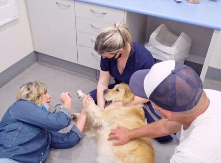 Veterinář z Bondi Beach, kultura, Prima ZOOM