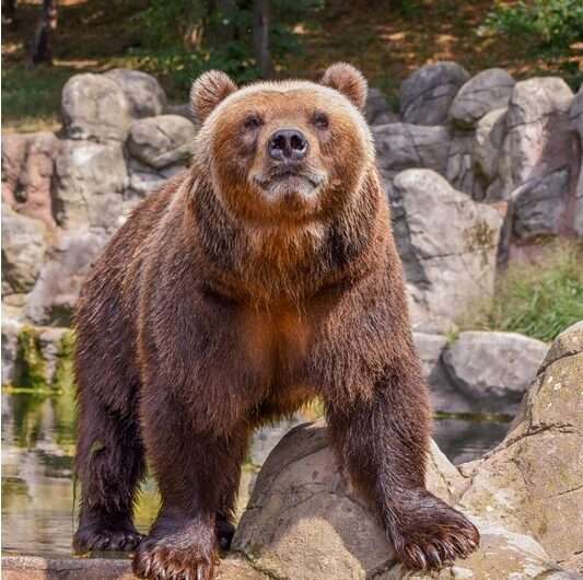 Zoo Děčín, Zoo, medvěd, samice medvěda kamčatského, medvědice Irina