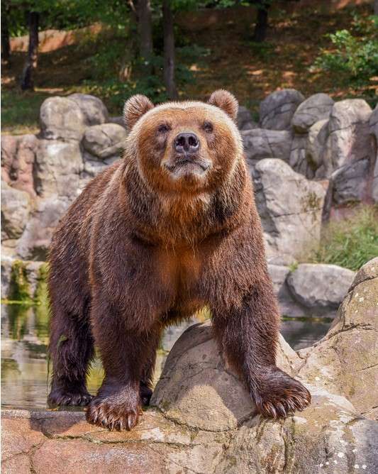 Zoo Děčín, Zoo, medvěd, samice medvěda kamčatského, medvědice Irina