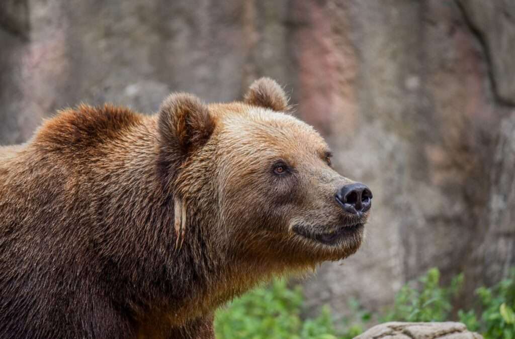 Medvědice Irina, Zoo Brno, samec Bruno, Zoo Děčín