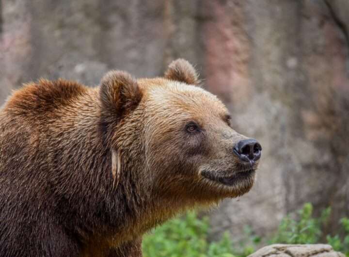 Medvědice Irina, Zoo Brno, samec Bruno, Zoo Děčín