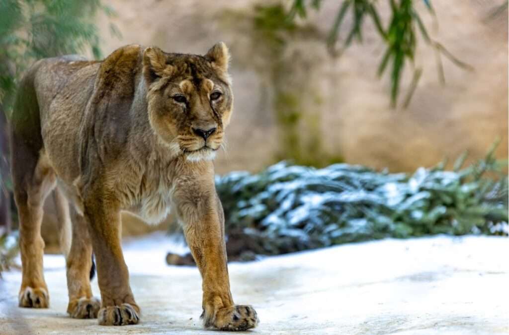 Zoo Ostrava , Samice lva indického, utracení samice, smrt,