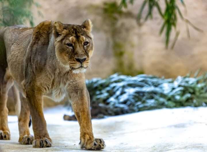 Zoo Ostrava , Samice lva indického, utracení samice, smrt,