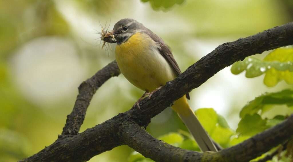Pták roku 2025, Zoo Ostrava, výlet, cestování, soutěž, konipas horský