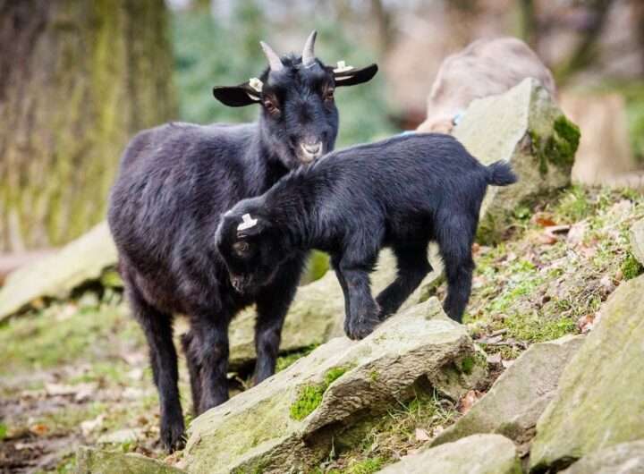 Zoo Ostrava, koza, úhyn, sáček, zdraví, návštěvníci, pravidla
