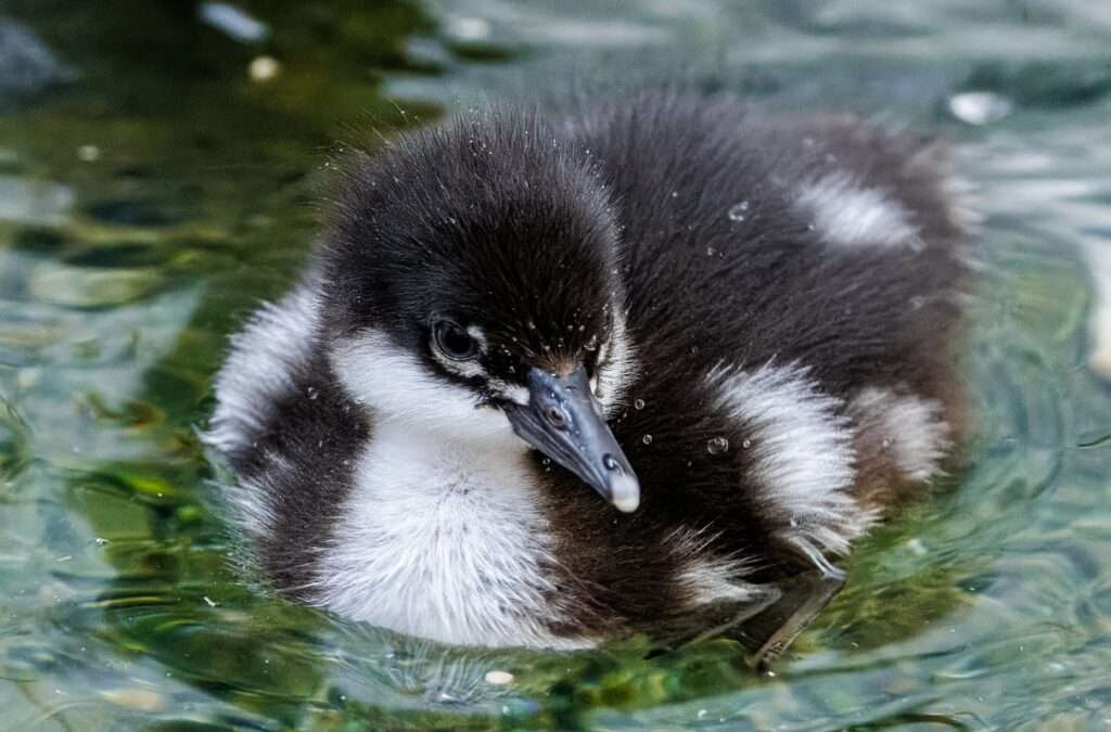 Zoo Praha, Miroslav Bobek, vodní ptáci, kachně